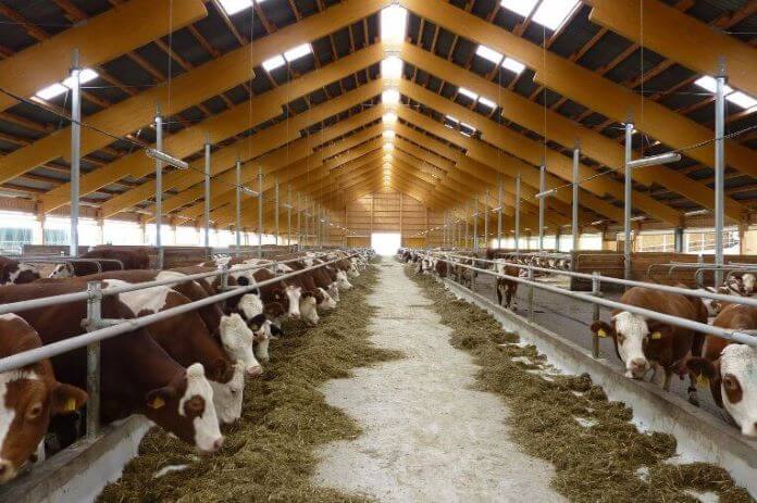  How To Start A Cow Farm 9 Easy Steps Slide Business