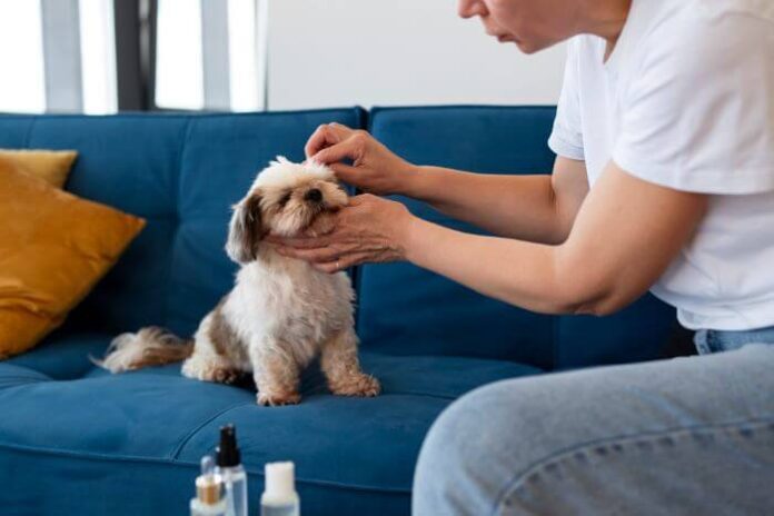 How to Understand Proper Dosage and Administration of CBD Oil for Your Dog