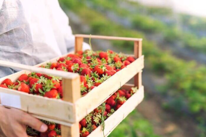 Strawberry Shortage