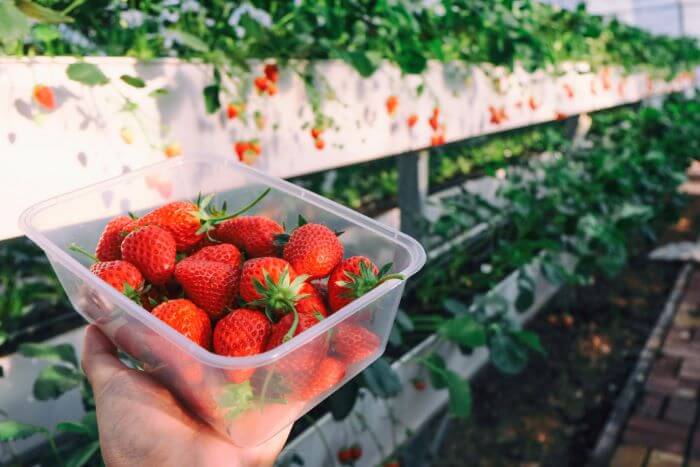 Strawberry Shortage